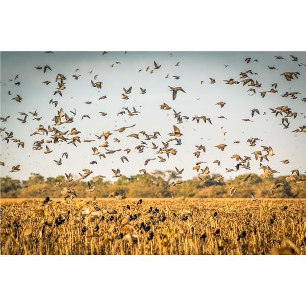 ESTANCIA LAS PALOMAS: Argentina Dove Hunting Trip for Four