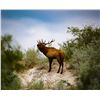 Image 2 : DEA RANCH: Texas 3-Day Trophy Bull Elk Hunt for One Hunter and One Observer