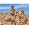 Image 1 : TEXAS PARKS AND WILDLIFE DEPARTMENT: Exclusive TPWD Desert Bighorn Sheep Permit
