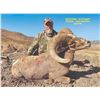 Image 2 : TEXAS PARKS AND WILDLIFE DEPARTMENT: Exclusive TPWD Desert Bighorn Sheep Permit