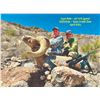 Image 5 : TEXAS PARKS AND WILDLIFE DEPARTMENT: Exclusive TPWD Desert Bighorn Sheep Permit