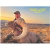 Image 6 : TEXAS PARKS AND WILDLIFE DEPARTMENT: Exclusive TPWD Desert Bighorn Sheep Permit