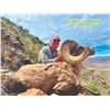 Image 7 : TEXAS PARKS AND WILDLIFE DEPARTMENT: Exclusive TPWD Desert Bighorn Sheep Permit