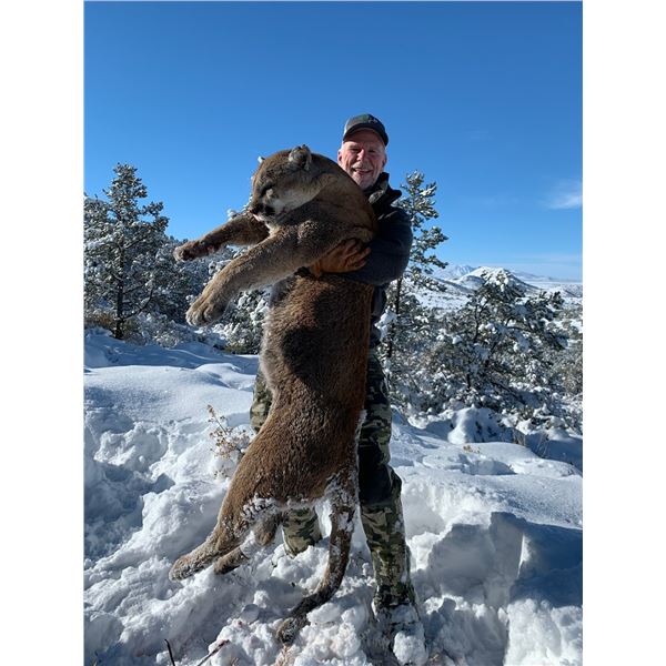 DIAMOND OUTFITTERS: 5-Day Arizona Mountain Lion Hunt with Hounds for One Hunter