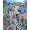 Image 3 : DIAMOND OUTFITTERS: 5-Day Arizona Mountain Lion Hunt with Hounds for One Hunter