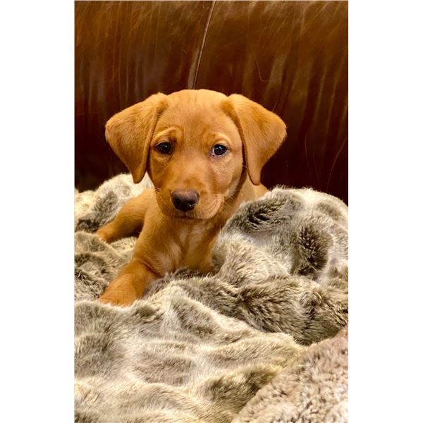 SOGGY BOTTOM BREEDERS: Soggy Bottom Retriever Fox Red Lab Puppy