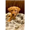 Image 1 : SOGGY BOTTOM BREEDERS: Soggy Bottom Retriever Fox Red Lab Puppy