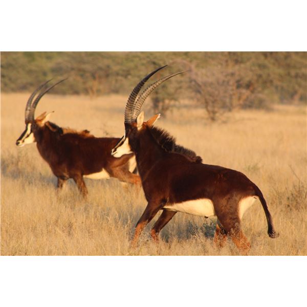 INFINITE SAFARIS AFRICA: 5-Day Hunting Adventure for 6 Animals in South Africa for Two