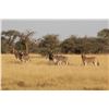 Image 9 : INFINITE SAFARIS AFRICA: 5-Day Hunting Adventure for 6 Animals in South Africa for Two