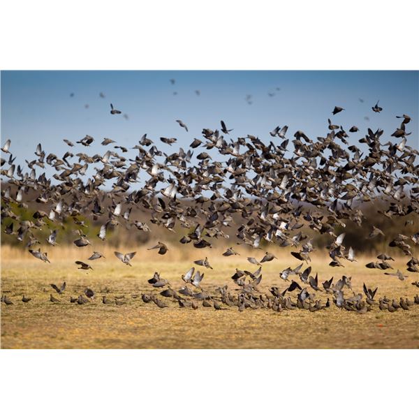 SIERRA BRAVA LODGE LLC: 4-Day, 4-Night High-Volume Dove Hunt for Eight Hunters in Argentina