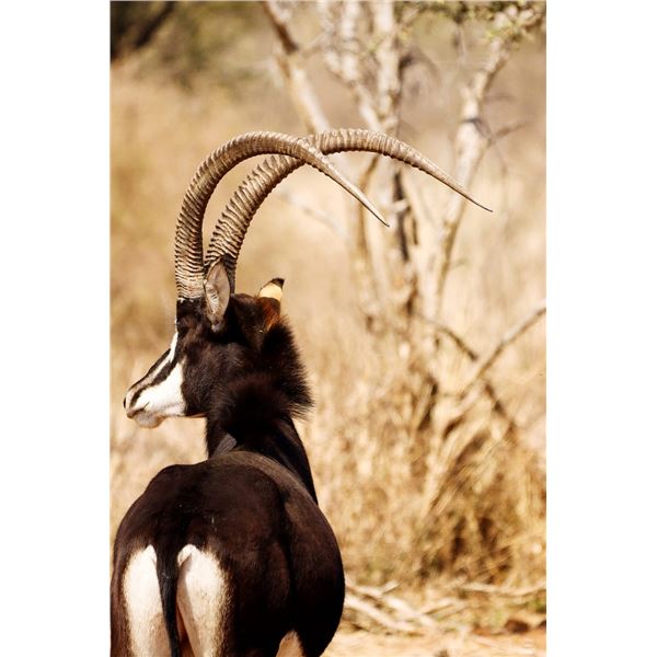 Boesmanskraal Safaris: 10-Day Plains Game Safari for One Hunter and One Observer in South Africa