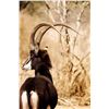 Image 1 : Boesmanskraal Safaris: 10-Day Plains Game Safari for One Hunter and One Observer in South Africa