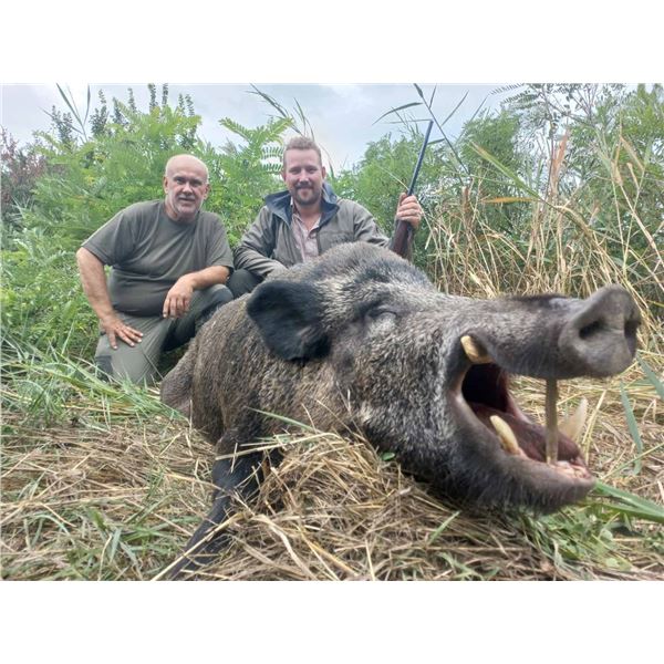 SAFARI ART: 6-Nights, 3-Hunting Days, 2-Tourism Days, Wild Boar Hunt in Serbia
