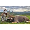 Image 1 : WILDEST INTERNATIONAL SAFARIS: 7-Day South African Safari for Three Hunters in Pursuit of Springbuck