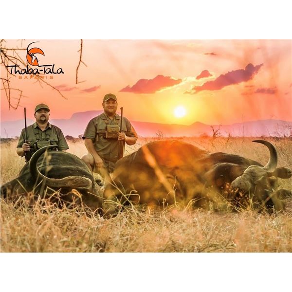 THABA-TALA SAFARIS: 10-Day South African Safari for One Hunter for a Zebra, Impala and Warthog