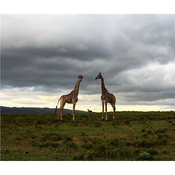 ROSEDALE SAFARIS: 5-Day Hunt for One Hunter for Impala, Blesbuck, Warthog, Springbuck, and Duiker in