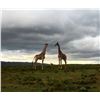 Image 1 : ROSEDALE SAFARIS: 5-Day Hunt for One Hunter for Impala, Blesbuck, Warthog, Springbuck, and Duiker in