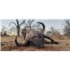 Image 1 : INTREPID SAFARIS: 5-Day African Hunting Adventure For Two Hunters