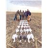 Image 2 : 2-Day Colorado Spring Snow Goose Hunt for Four (4) Hunters
