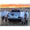 Image 3 : 2-Day Colorado Spring Snow Goose Hunt for Four (4) Hunters