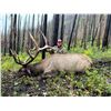 Image 1 : 2026 Utah Panguitch Lake Bull Elk Conservation Permit - Hunter's Choice Season/Weapon
