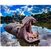 Image 2 : 5-Day Niassa Mozambique Hippo Hunt for One (1) Hunter & One (1) Non Hunter