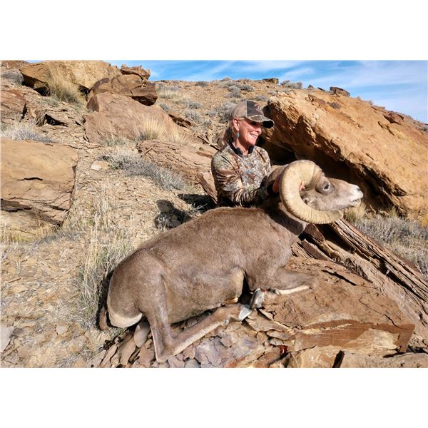 2026 Utah Kaiparowits, East Desert Bighorn Sheep Conservation Permit