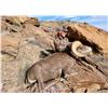 Image 1 : 2026 Utah Kaiparowits, East Desert Bighorn Sheep Conservation Permit