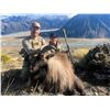 Image 1 : 5-Day Bull Tahr Hunt for Two (2) Hunter in New Zealand