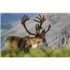 Image 2 : 2026 Alaska Western Talkeetna Mountains Caribou Hunt Permit (DC590)