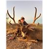 Image 4 : Sonora Mexico Mule Deer for Hunt for 2 Hunters MX Hunting Co.