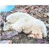 Image 1 : 2026 Utah Beaver Mountain Goat-Early Conservation Permit