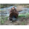 Image 1 : 2-Day California Turkey Hunt for One (1) Hunter
