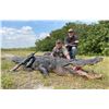 Image 3 : Trophy American Alligator for 2 Hunters