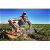 Image 5 : Trophy American Alligator for 2 Hunters