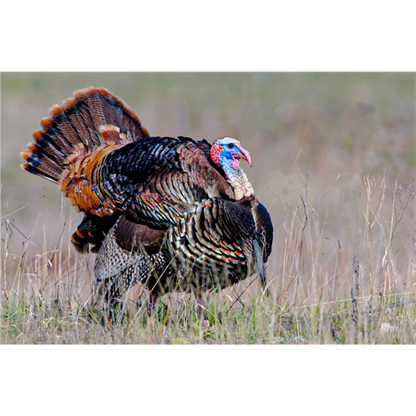 Missouri Semi Guided Spring Turkey Hunt and Kansas City Royals Game for 2
