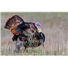 Image 1 : Missouri Semi Guided Spring Turkey Hunt and Kansas City Royals Game for 2