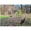 Image 8 : Missouri Semi Guided Spring Turkey Hunt and Kansas City Royals Game for 2