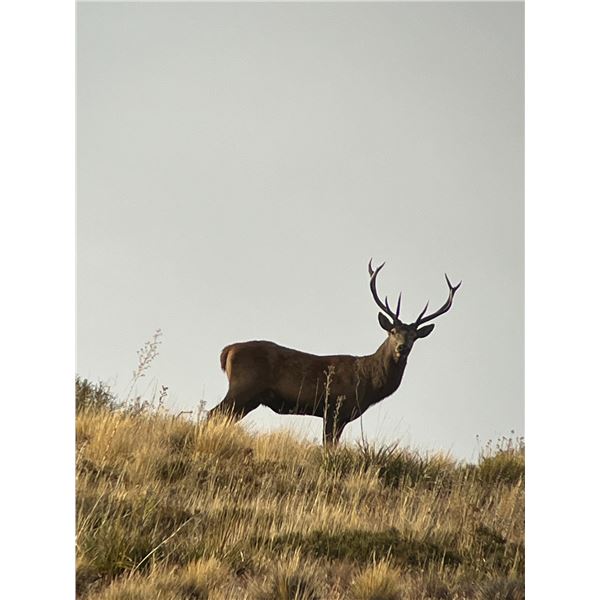 5-Day Argentina Red Deer Hunt for One (1) Hunter