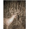 Image 3 : 2026 Missouri Whitetail Muzzleloader or Archery Hunt for 4