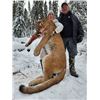 Image 1 : Alberta Minister's Cougar License 2026