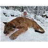 Image 2 : Alberta Minister's Cougar License 2026