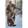 Image 4 : Alberta Minister's Cougar License 2026