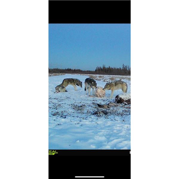 6-Day Canada Wolf Hunt for One (1) Hunter