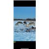 Image 1 : 6-Day Canada Wolf Hunt for One (1) Hunter