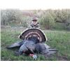 Image 1 : 2026 Utah Statewide Turkey Conservation Permit