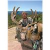 Image 2 : 2026 Utah Book Cliffs Buck Deer Conservation Permit - Multi-season