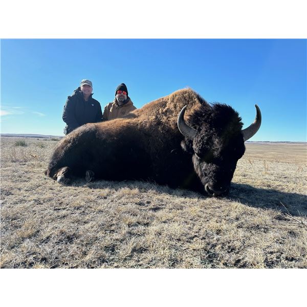 Wyoming Bison Hunt