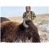 Image 2 : Wyoming Bison Hunt