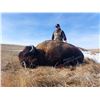 Image 3 : Wyoming Bison Hunt
